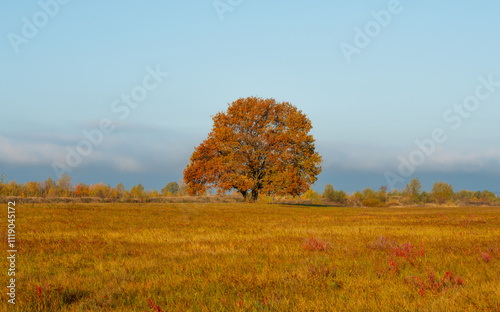 landscape with lonely tree for banner background