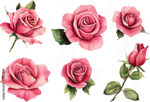 set of pink roses flowers