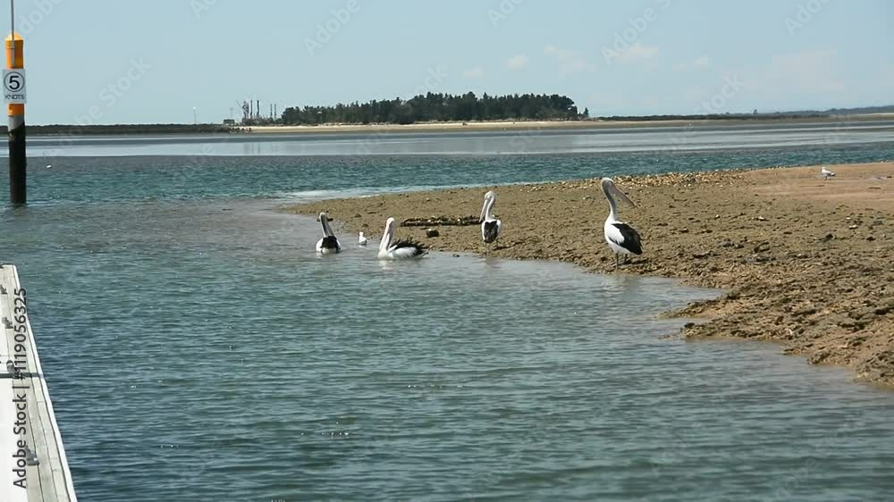Pelicans in the town of Hastings. Melbourne. Australia
Pelicans in the town of Hastings. Melbourne. Australia