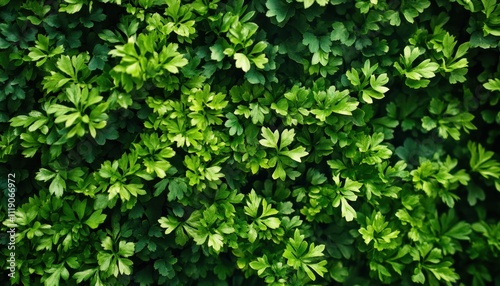 Vibrant green parsley leaves background