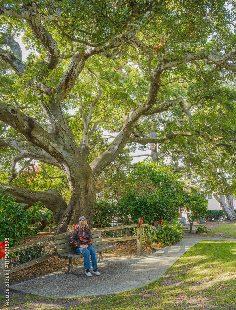 Fototapeta premium Large oak tree in a park Carmel by the sea.