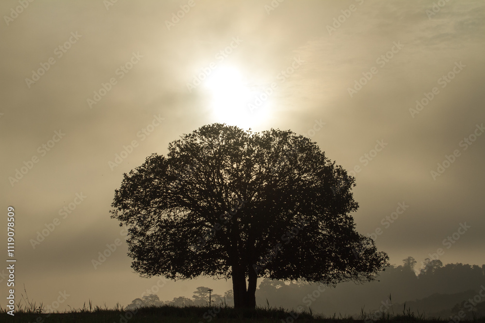 Obraz premium tree in the morning
