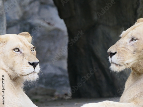 Two female white lions lay face to face on a rock staring off into the distance. photo