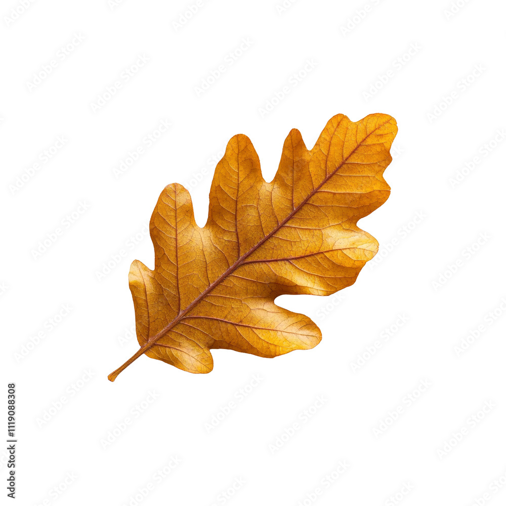 Fototapeta premium Single Golden Brown Oak Leaf Isolated on White Background