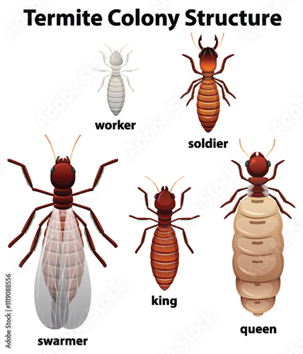 Termite Colony Structure Illustration