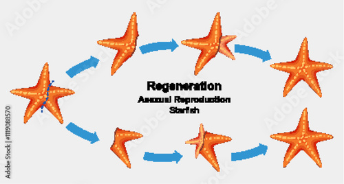 Starfish Regeneration and Asexual Reproduction