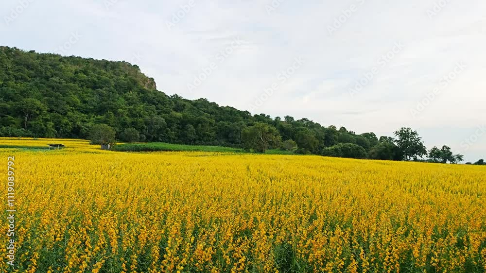 Sunn hemp field Sunn hemp field