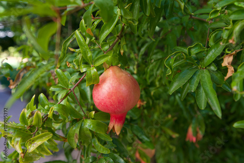 Obraz na płótnie pomegranate on a branch w salonie