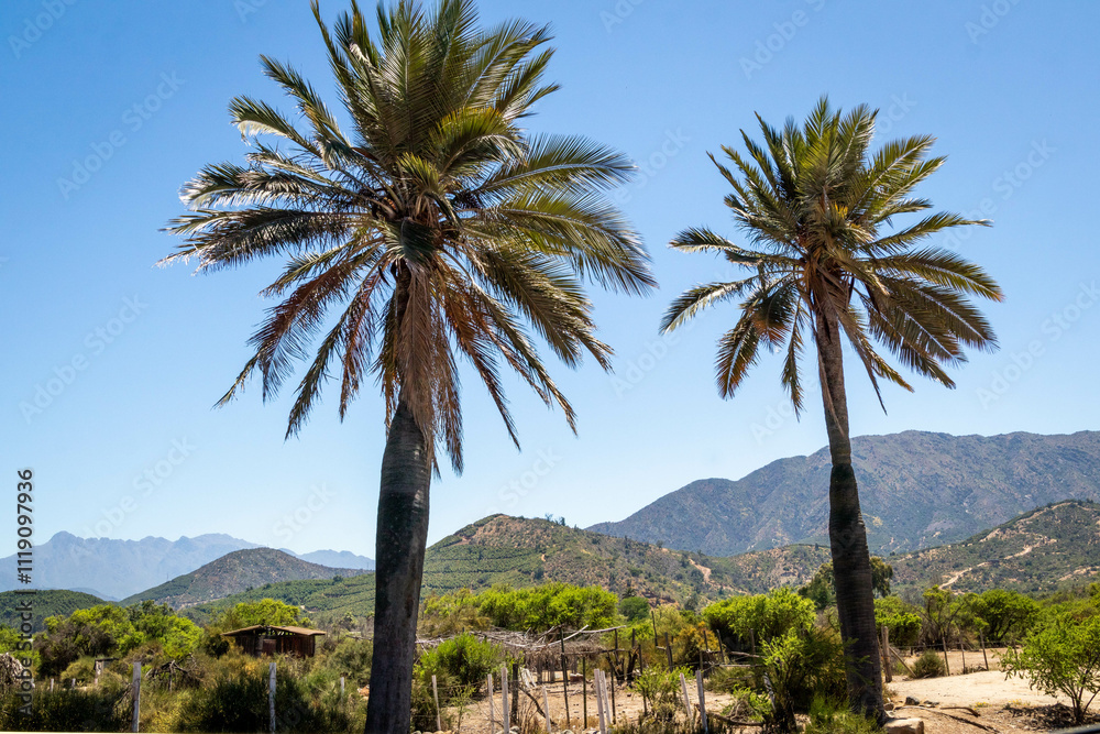 chilean palm, tropic chilean palm, tropic