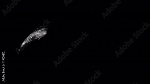 Add a sparkling winter wonder to your projects with Christmas Stardust Elements. This motion graphics pack includes 12 dynamic 2D animations of shimmering trails, frosty swirls, and magical snowflakes