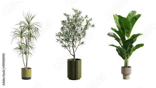 Decorative Plants Over Transparent Background