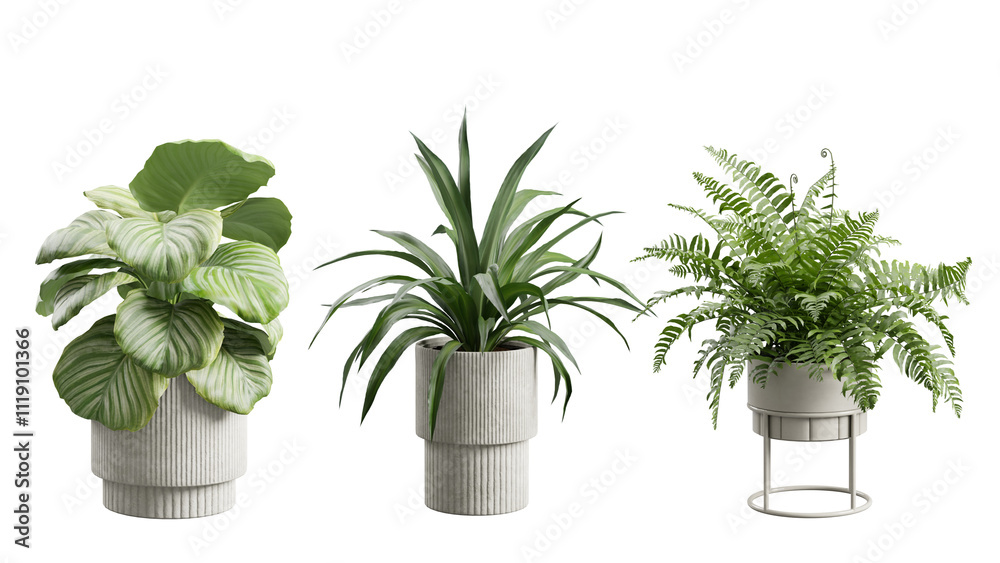 Obraz premium Decorative Plants Over Transparent Background