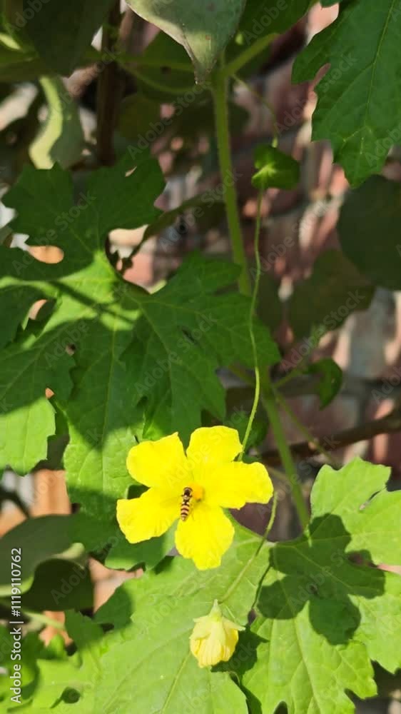 A little honey bee on an yellow flower. A little honey bee on an yellow flower.