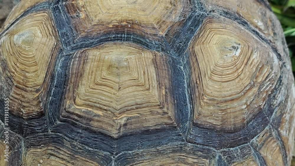 Tortoise on background Tortoise on background