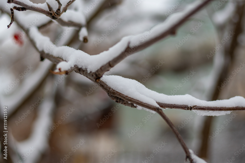 Snow on a branch. Winter concept. High quality photo. Snow on a branch. Winter concept. High quality photo.