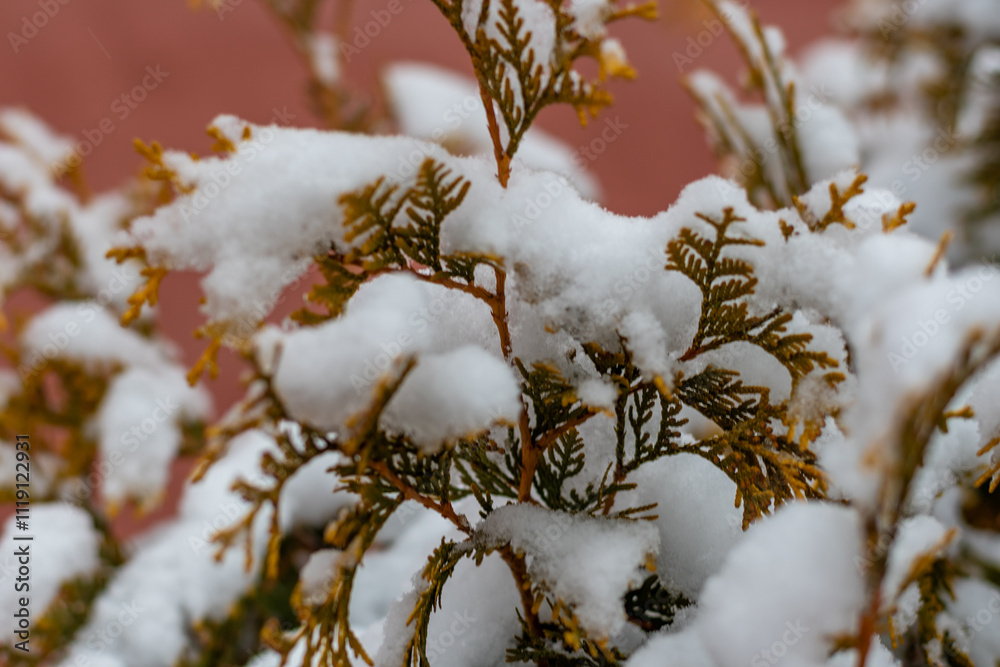 Snow on a branch. Winter concept. High quality photo. Snow on a branch. Winter concept. High quality photo.