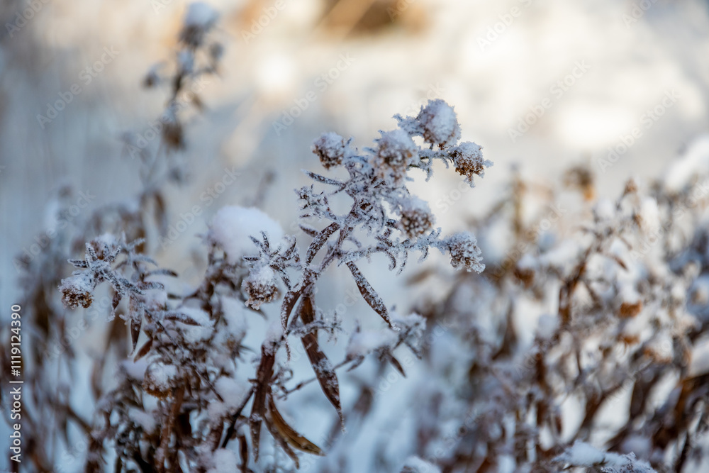 Snow on a branch. Winter concept. High quality photo. Snow on a branch. Winter concept. High quality photo.