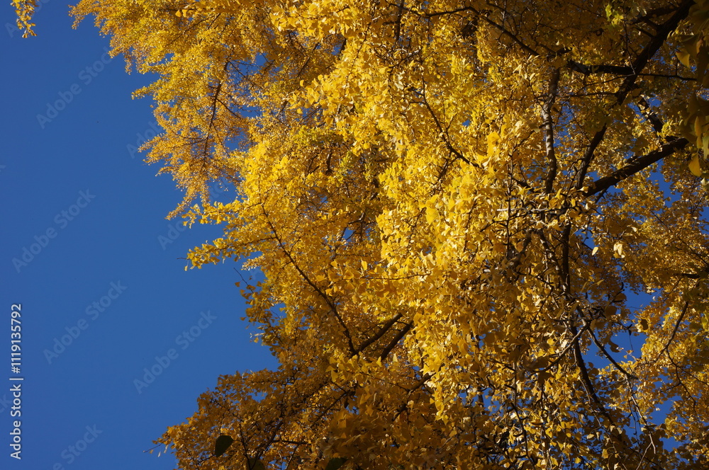 紅葉最盛期のイチョウ