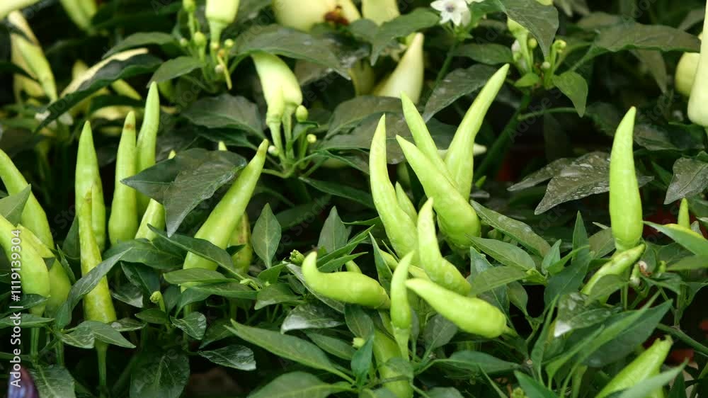 Vibrant and colorful chili pepper plants thriving beautifully in decorative pots Vibrant and colorful chili pepper plants thriving beautifully in decorative pots