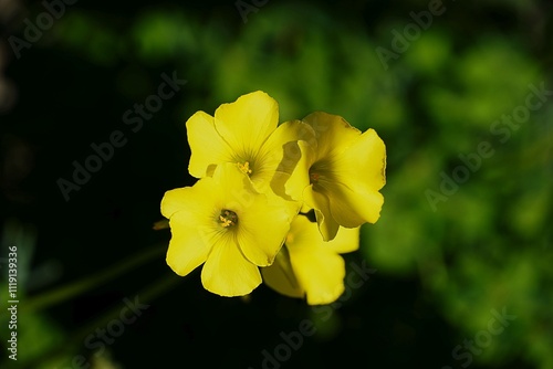 Yellow oxalis pes caprae, or buttercup or goat's foot flowers, in Attica, Greece