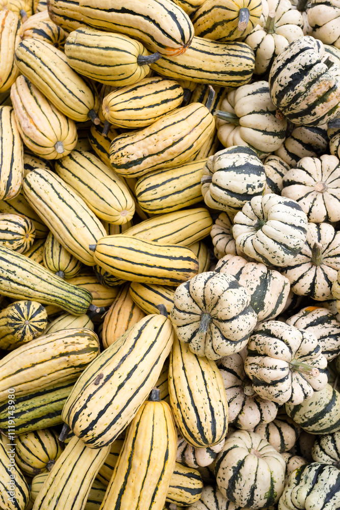 Organic Delicata Winter Squash Farmers Market Organic Delicata Winter Squash Farmers Market