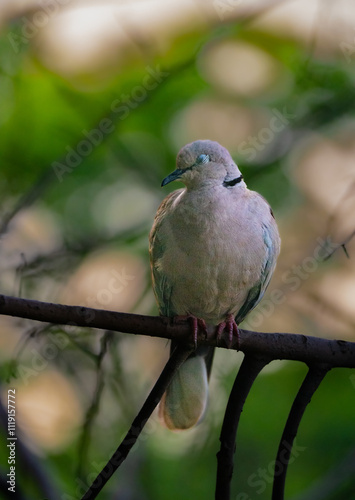 Close-Up of a Dove Perched on a Tree Branch in Natural Light photo