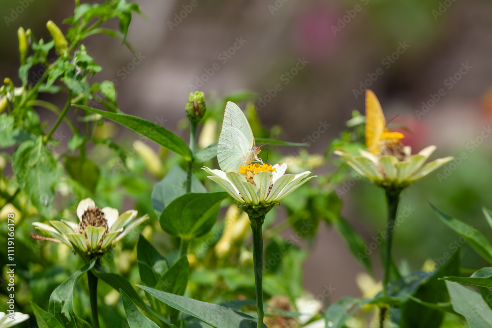 Butterfly on a red flower in the garden with green background Butterfly on a red flower in the garden with green background