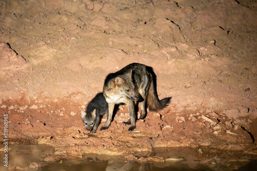 Crab-eating fox at night with pup near waterhole photo