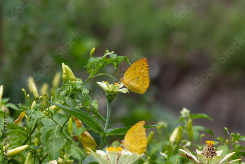 Butterfly on a red flower in the garden with green background