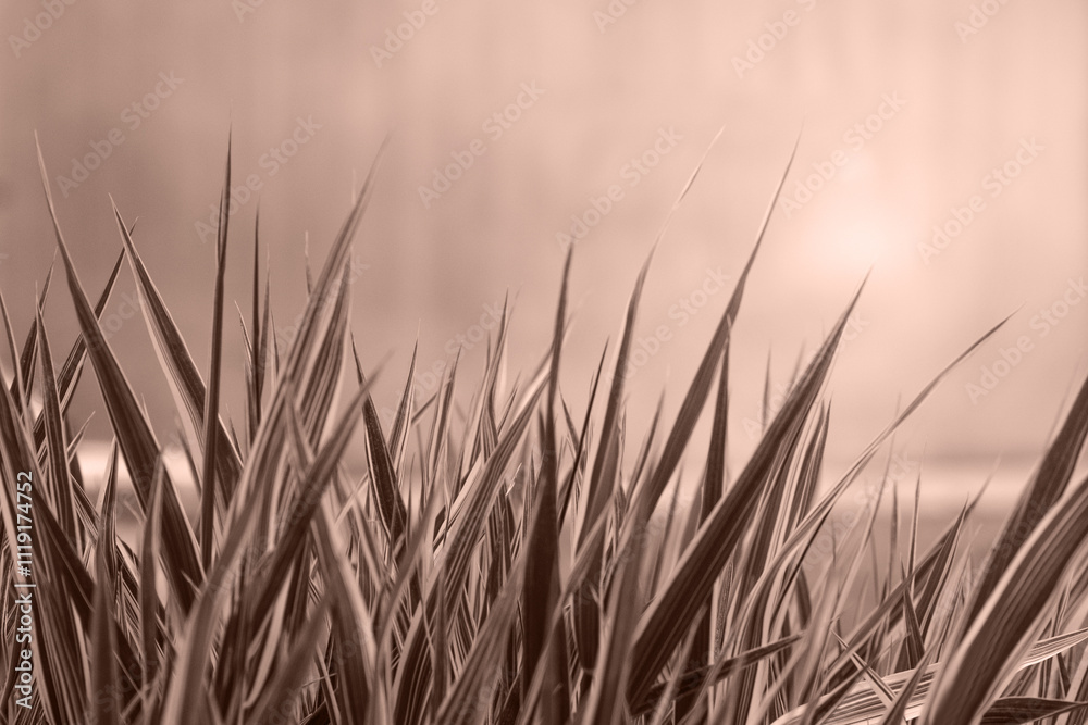 Naklejka premium Fresh grass close-up in trendy 2021 new colors Mocha Mousse. Color of the Year 2025. Copy-space. Can use as banner