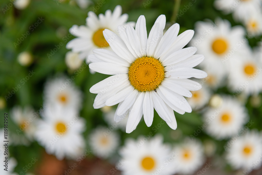 Macro flower of garden chamomile white color with petals, nature. Chamomile flower closeup blooming. summer. Summer nature with flower of daisy bloom. Springtime Macro flower of garden chamomile white color with petals, nature. Chamomile flower closeup blooming. summer. Summer nature with flower of daisy bloom. Springtime