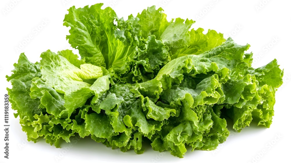 Crisp and Vibrant Romaine Lettuce Leaves on White Background Crisp and Vibrant Romaine Lettuce Leaves on White Background