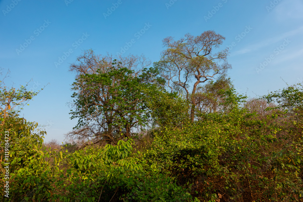 Fototapeta premium Dense green tree foliage under blue sky for nature