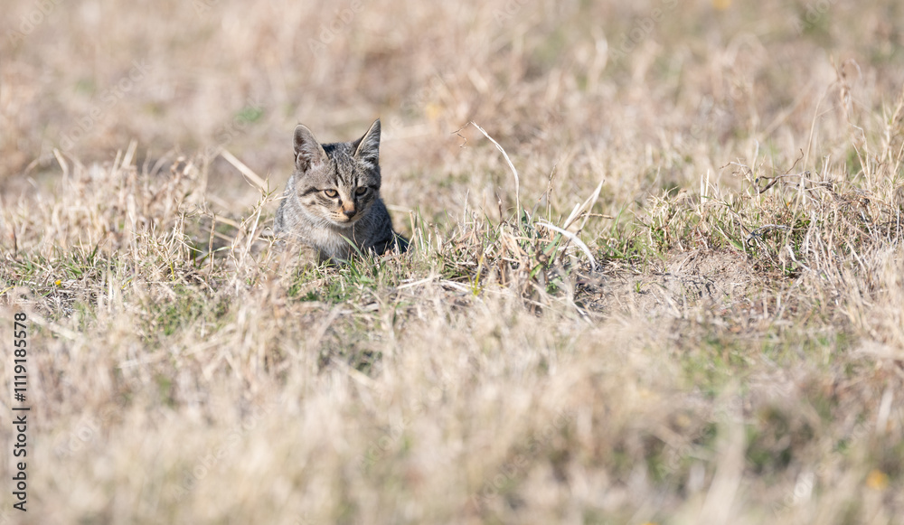 草むらから顔を出す可愛い子猫 草むらから顔を出す可愛い子猫