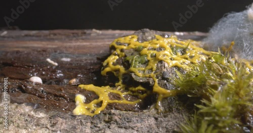 Yellow slime mold plasmodium pulsating motion over rotten piece of tree photo