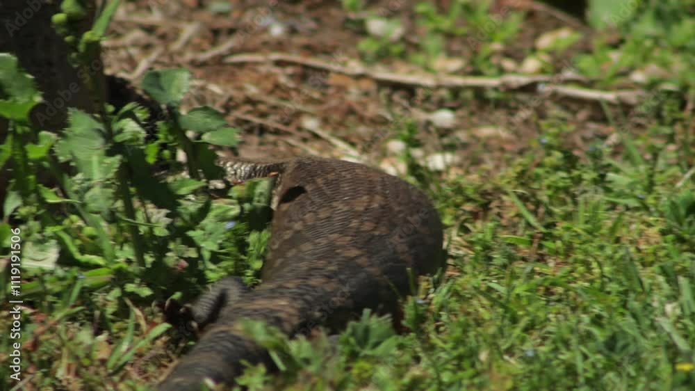 Blue Tongued Lizard Close Up Crawling Exploring Garden Daytime Sunny Australia, Victoria, Gippsland, Maffra Blue Tongued Lizard Close Up Crawling Exploring Garden Daytime Sunny Australia, Victoria, Gippsland, Maffra