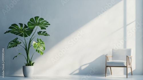 A rare monstera albo plant with stunning white variegation in a sleek, modern living space