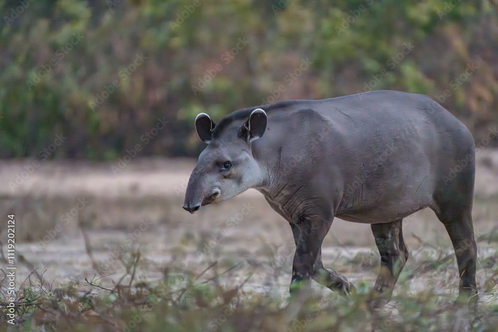 Tapir walking by but keeping an eye on the camera. Tapir walking by but keeping an eye on the camera.