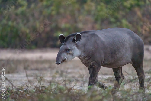 Tapir walking by but keeping an eye on the camera.