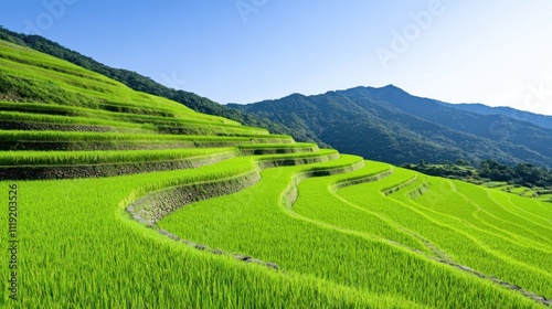 Lush green terraced rice fields under a clear blue sky.