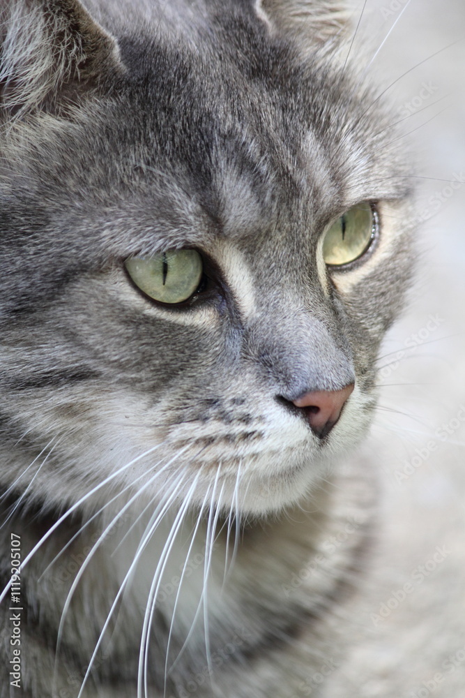 Close-up portrait of a cute grey gray tabby cat animal Close-up portrait of a cute grey gray tabby cat animal