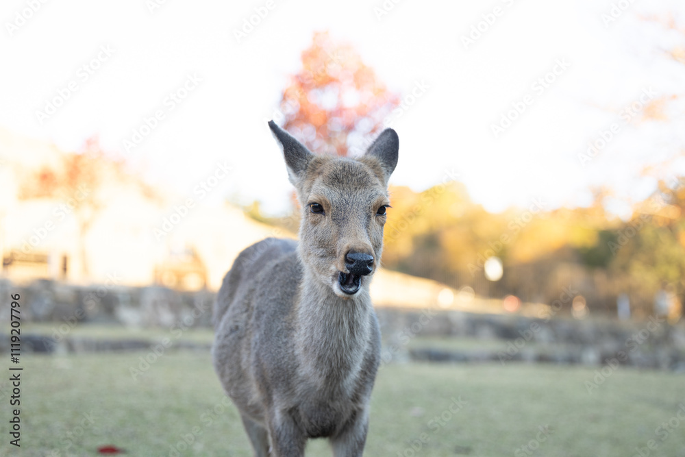 Naklejka premium 秋の鹿と紅葉