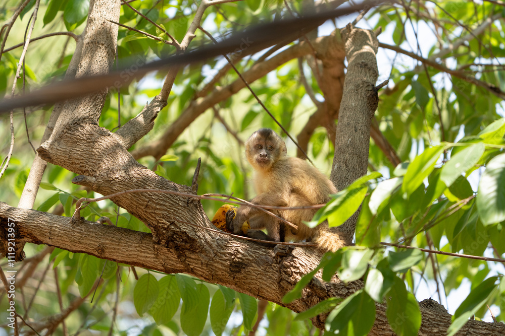 Young Capuchin monkey in tree Young Capuchin monkey in tree