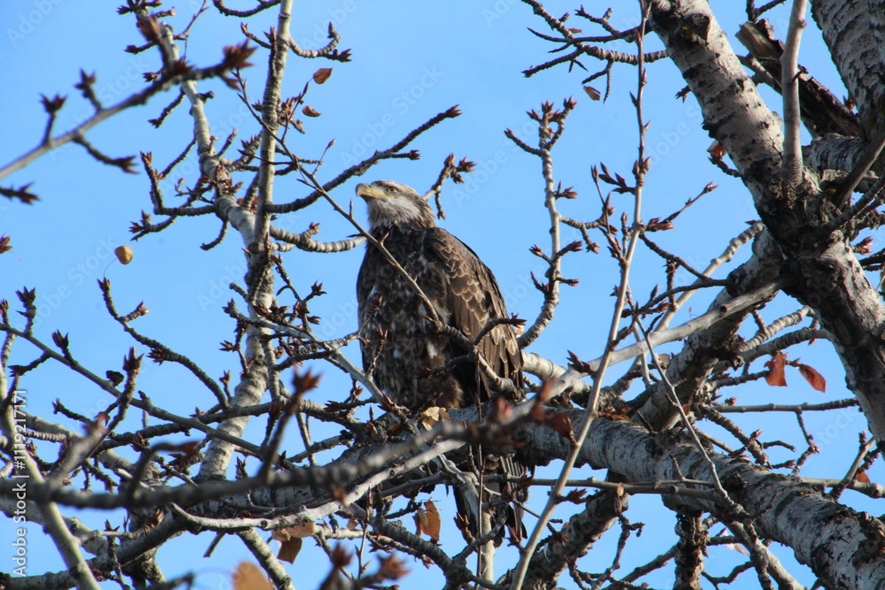 bird of prey bird of prey