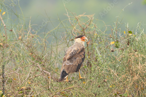 Southern crested caracara photo