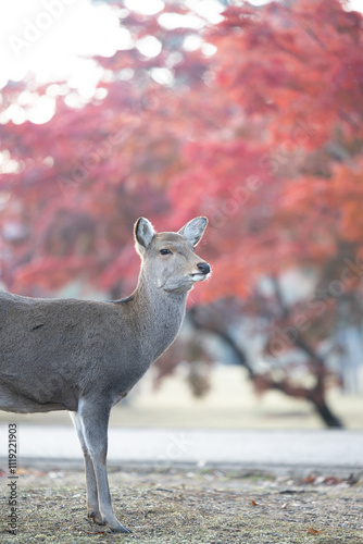 秋の鹿と紅葉