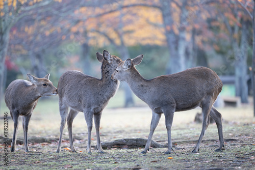 秋の鹿の親子と紅葉 photo