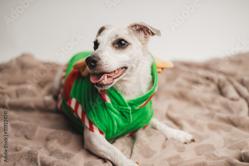 White funny jack russell terrier dog in a Christmas elf outfit