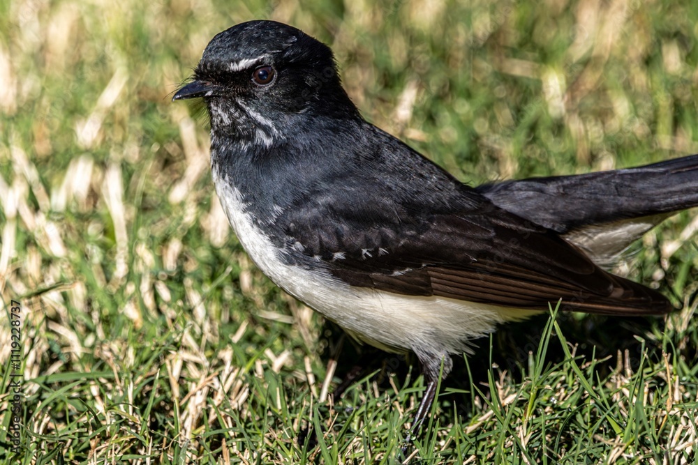 Obraz premium Close up of a Willie Wagtail on green grass