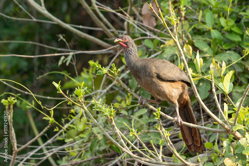 Chaco chachalaca bird in tree photo